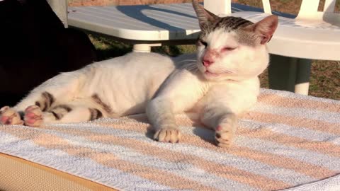 Cat on a beach chair