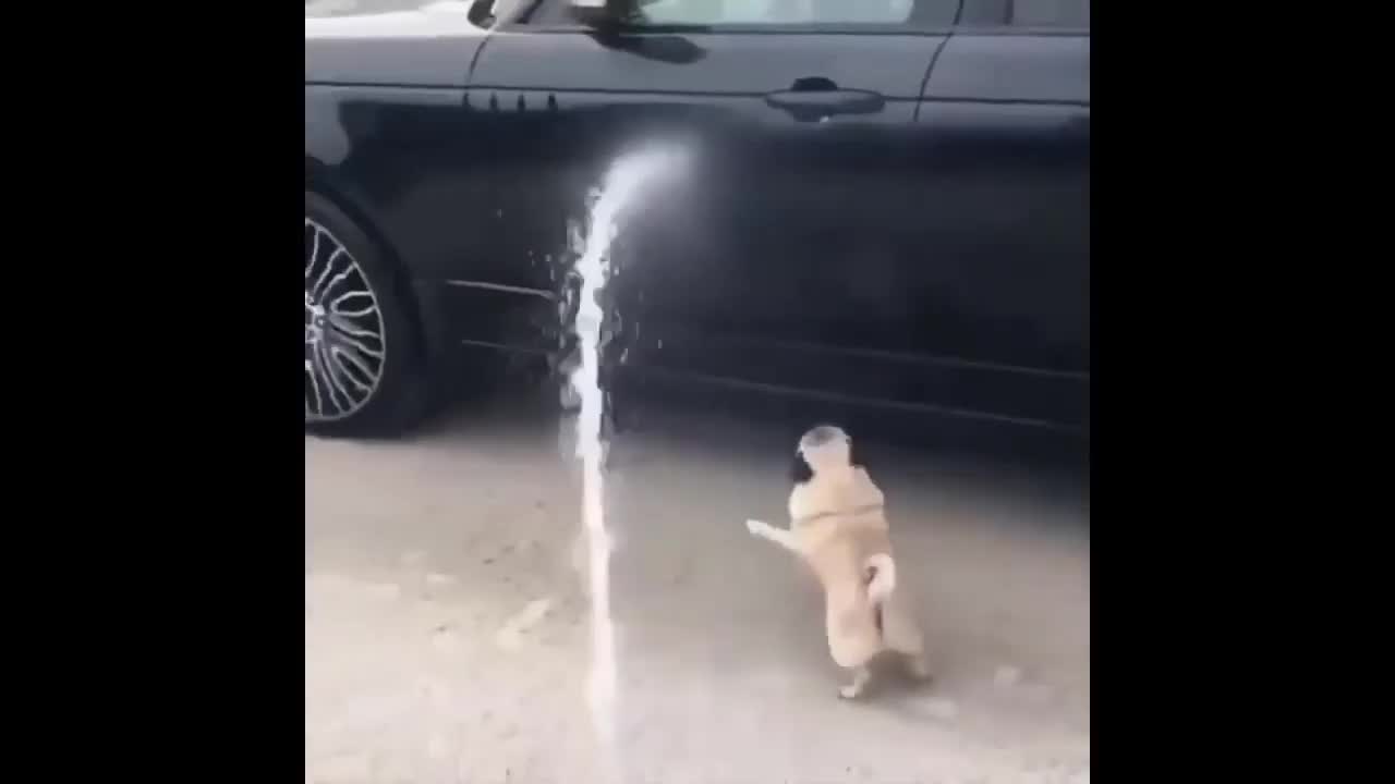 Small cute puppy trying to catch water flow (funny moment)