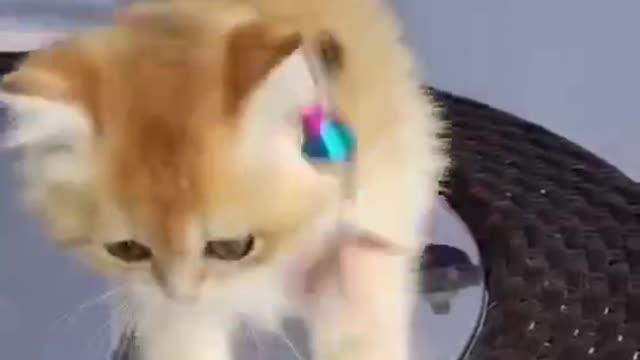 a tiny tot