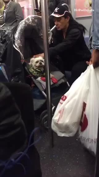 White dog wrapped in green blanket inside stroller
