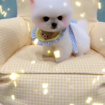 Lovely Baby Cat, Funny cats 😹 Cute and Funny Animals Compilation