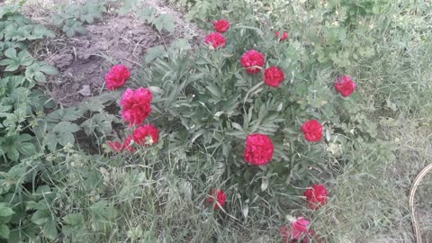 Peonies in May