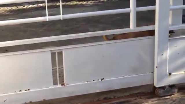 Dog Leaps Through Gate