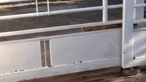 Dog Leaps Through Gate