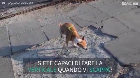 Cagnolina fa la pipì mentre fa la verticale