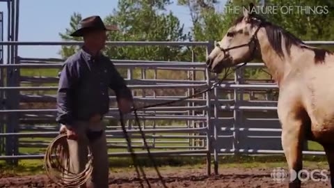 How-to-make-a-horse-a-friend-One-cowboy