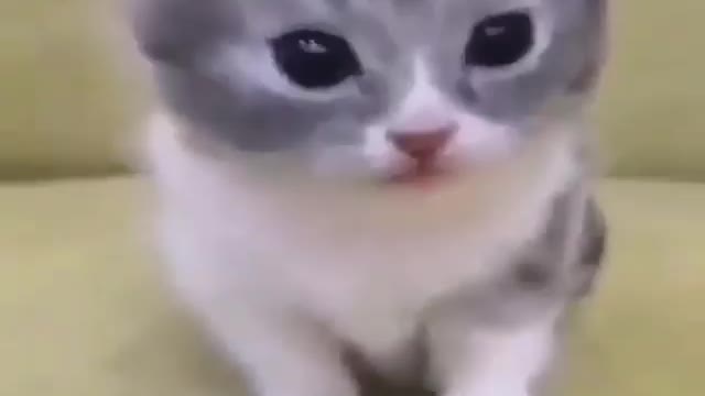 Cute Cat Meow