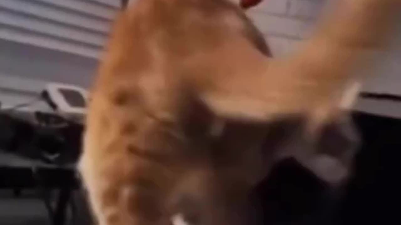 funny video🤣🤣funny animals videos 🤣 new funny video,