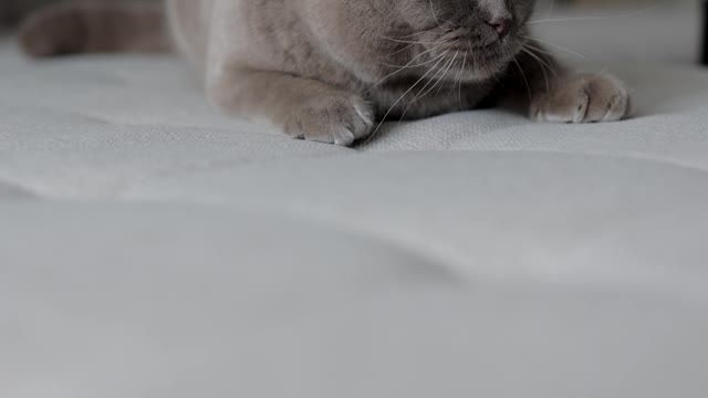 Funniest And Cutest Cat Ever
