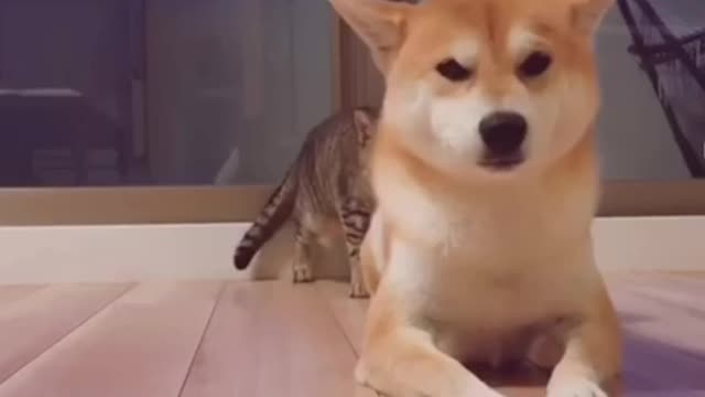 funny cat and dog videos....!!