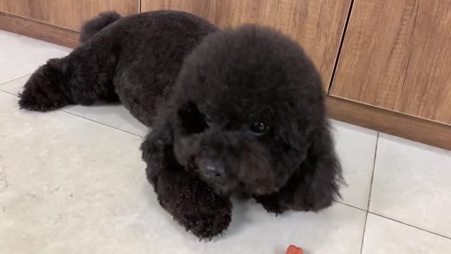 Funny Dogs - SuperMan Dog Or Wonder Woman Cat ! Who's gonna win?