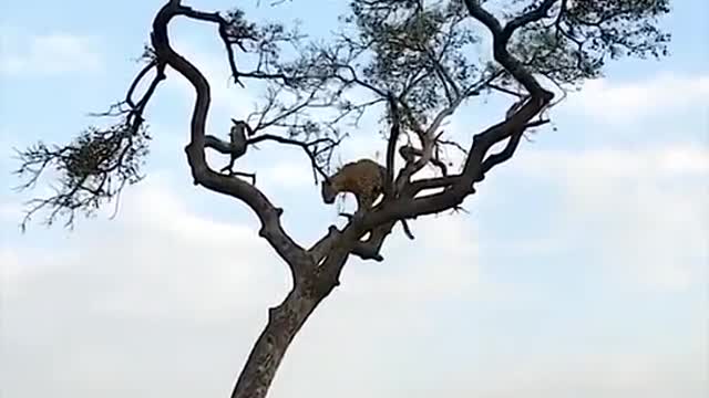 a monkey's agility