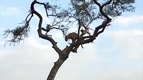 a monkey's agility