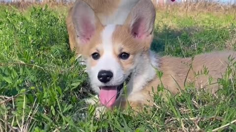 Adorable Corgis Playing on the Grass ｜ Funny Dog Moments 🐶🌿