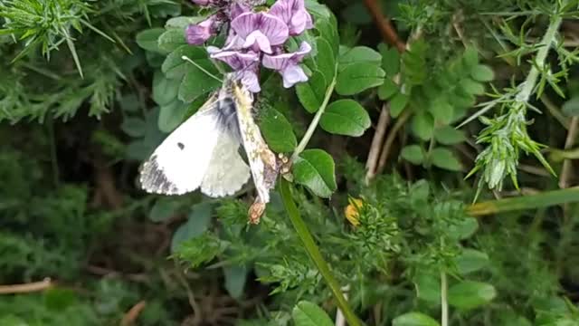 Orange-tip