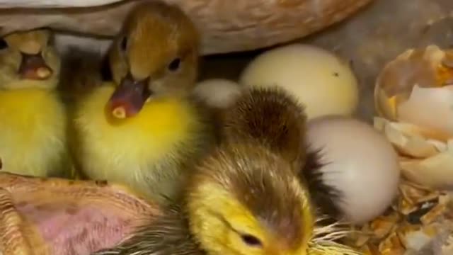 A group of newborn ducklings huddle close together.