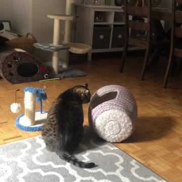 Bengal Kitten invents way to play safely