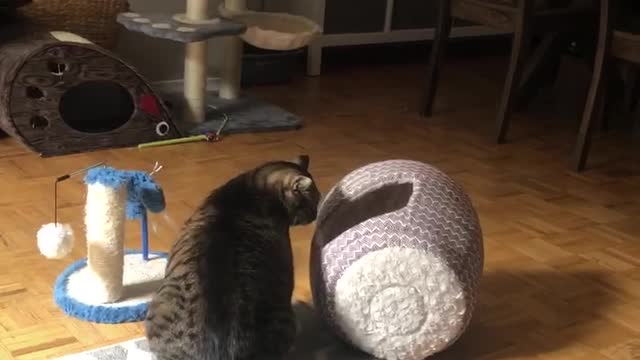 Bengal Kitten invents way to play safely