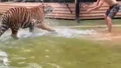 Tigers bs tiger