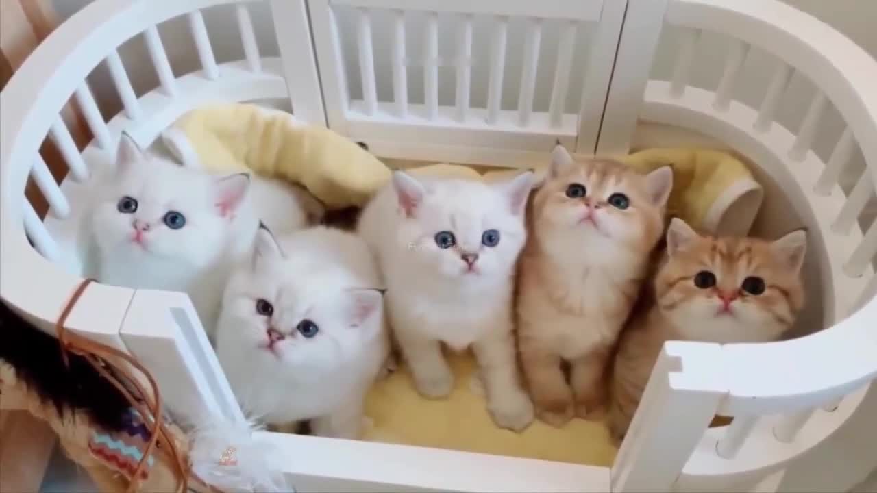 Cute cats ever,funny cats