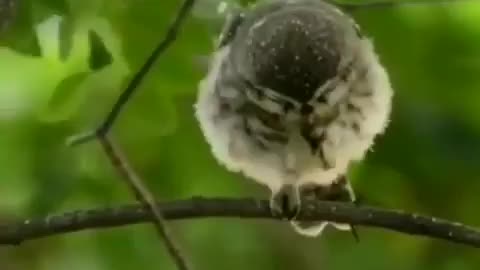 Wildlife in Close view with different perspective.