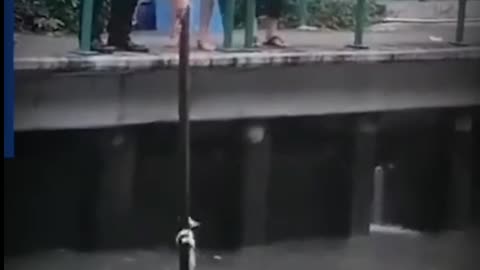Cat saves