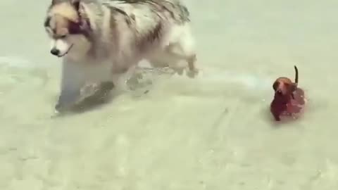 Dachshund's legs are too short, nearly washed away by the waves