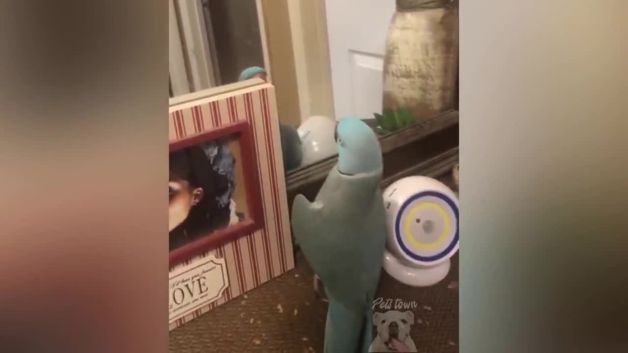 parrot talking, parrot sounds, parrot singing, parrot fish, parrot tv, parrotlet, parrot dancing, parrot talking funny, parrot minecraft, parrot alexa, parrot anafi, parrot anafi drone, parrot annoys cat, parrot and cat, parrot alexa shopping list, parrot