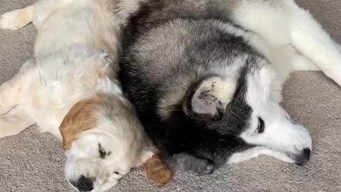 Cute friendship between husky and goldy