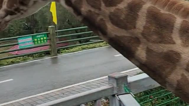 The long neck of a giraffe is so cute