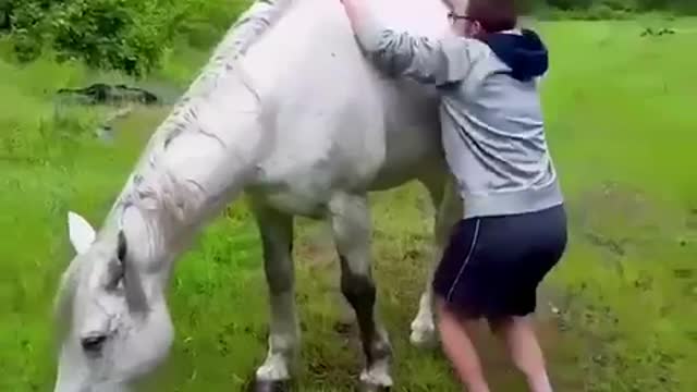 Horses gone horrible