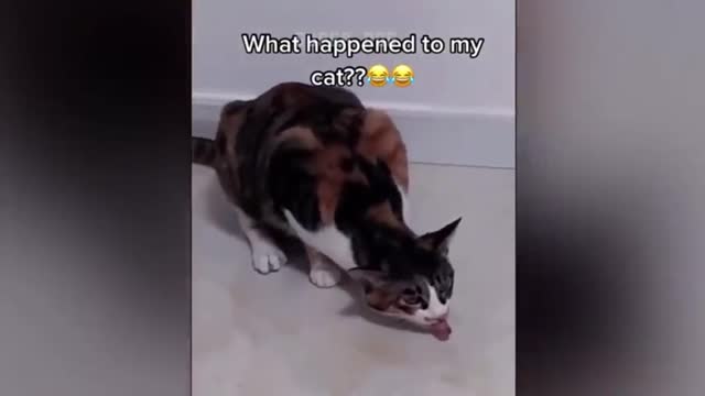 Crazy cat