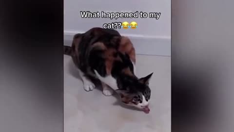 Crazy cat