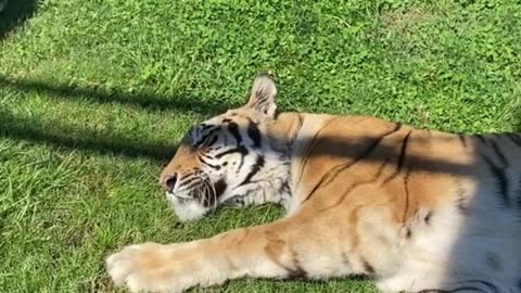 The lazy hour of the tiger