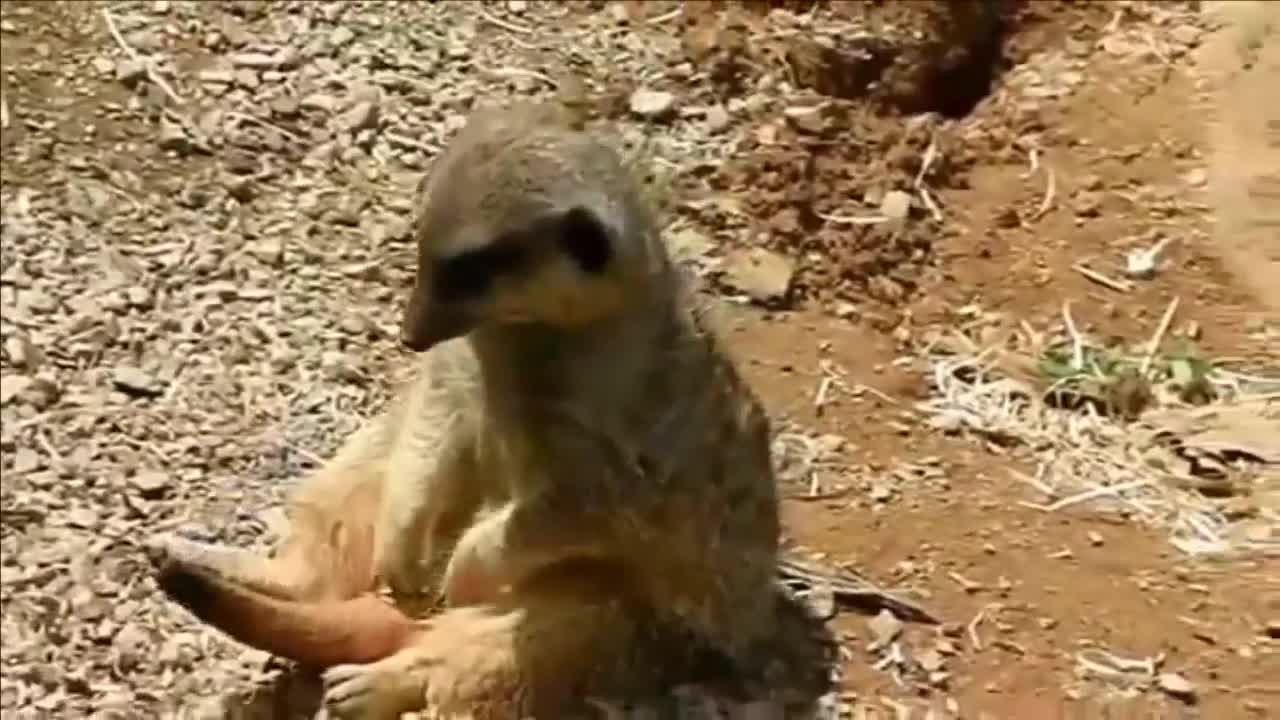 funny mongoose video