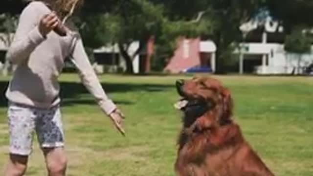 Funniest and Cutest Dog Training Tricks