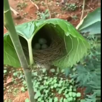 Hummingbird Nest in a Leaf