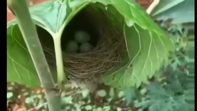 Hummingbird Nest in a Leaf