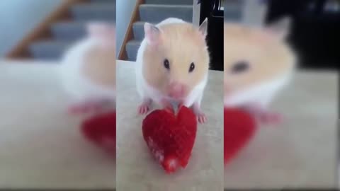 ULTIMATE|| Animal Compilation || Funny Fails || viral || comedy