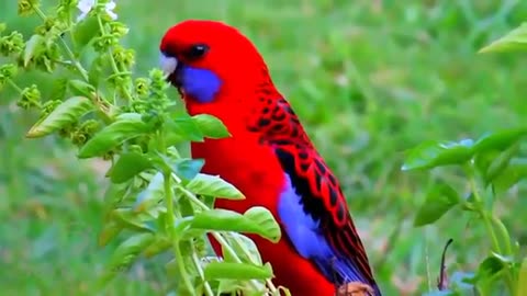 The most beautiful birds in world