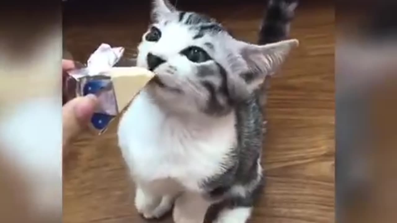 Funny cute cats video