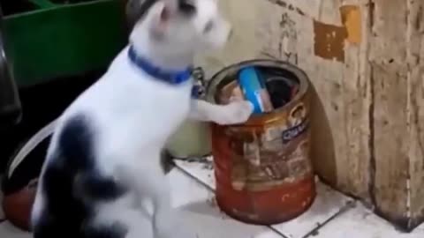 #funny #cat #dog #monkey #video 😂🤣😂 #funnyanimals scene 🤣