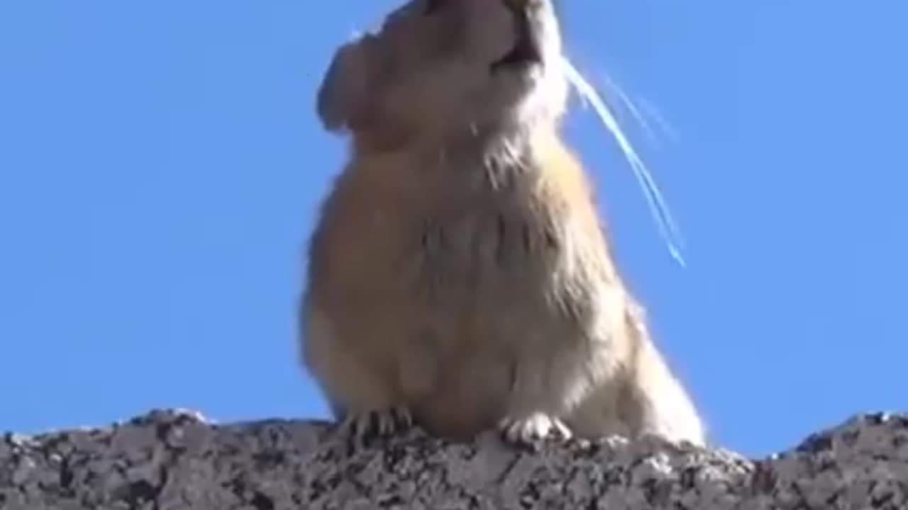 🎶 Eeeeeeeehhhhhh Ooooooooo🎶 Freddie Rabbitcury