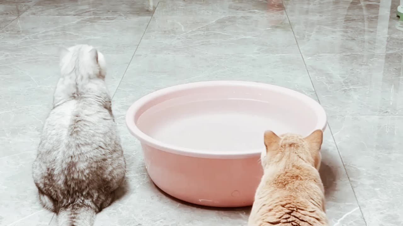 Funny cute cat