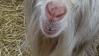 Butters Sniffs A Good Sniff Of Farm Essance