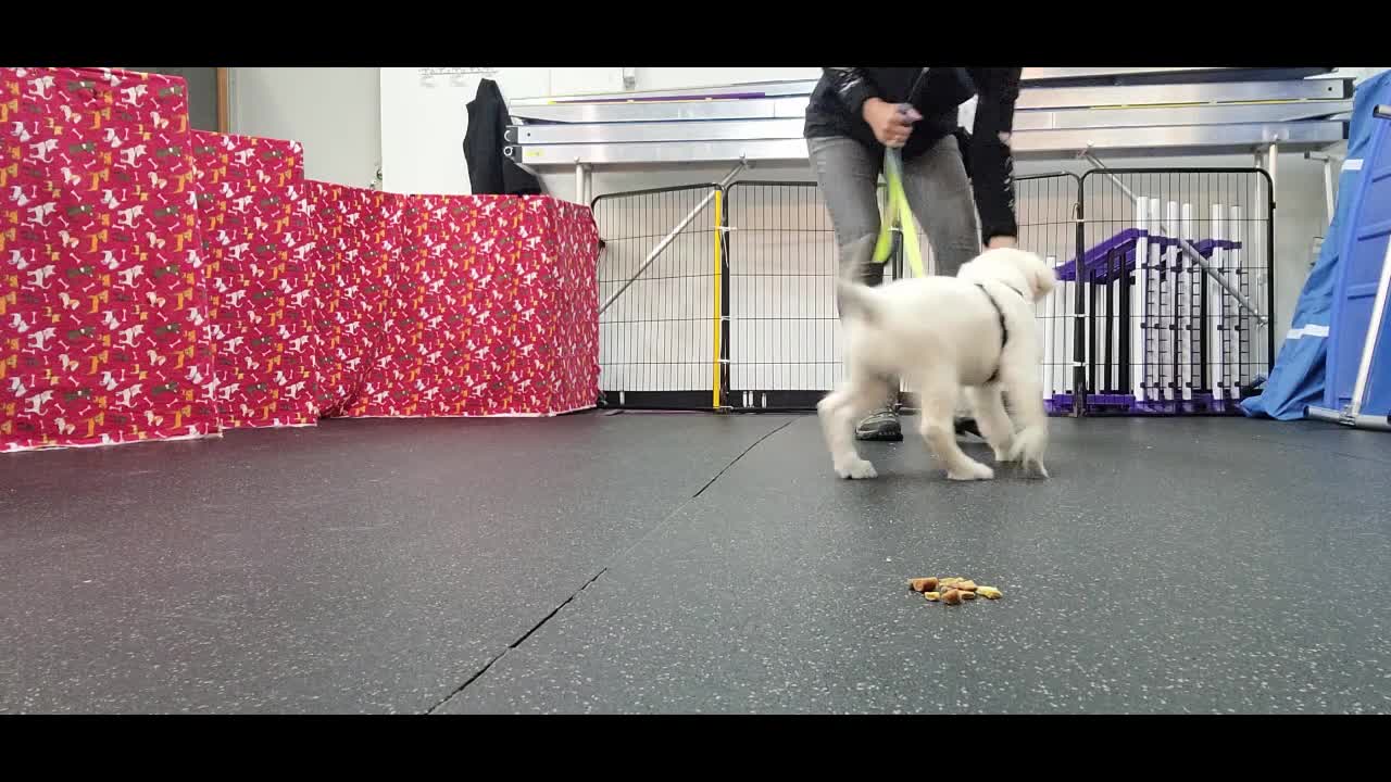 Sunny leave it video