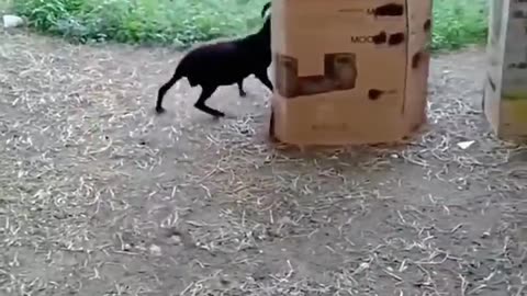 Play hide and seek with goat 🐐😄 funny moments please follow me 🙏🏻 #goat #dog #cat #viral #trending