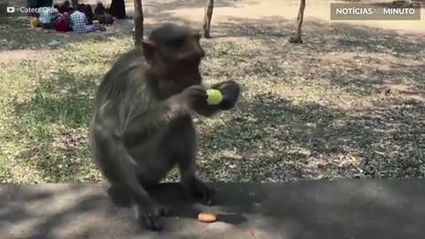 Estes animais só querem saber de comer