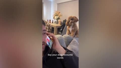 These Dogs Are So Funny, You Won't Be Able to Stop Laughing