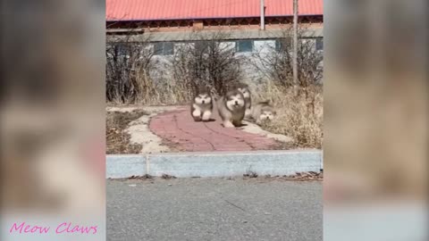 Baby Alaskan Malamute Cutest and Funniest Moments New Compilation